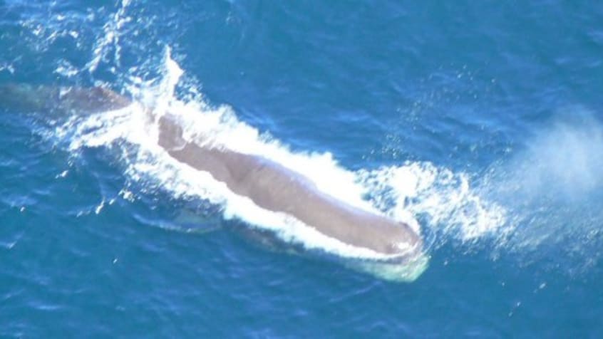 潜水の天才 マッコウクジラ の秘密 理系女子応援サービス Rikejo リケジョ