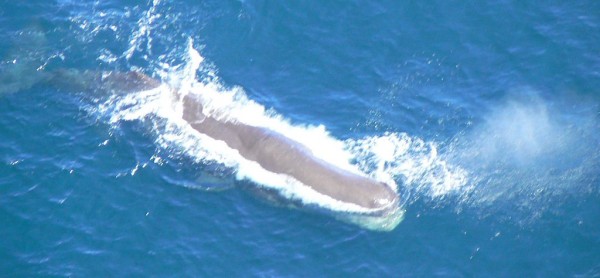 潜水の天才 マッコウクジラ の秘密 理系女子応援サービス Rikejo リケジョ 潜水の天才 マッコウクジラ の秘密 理系女子応援サービス Rikejo リケジョ