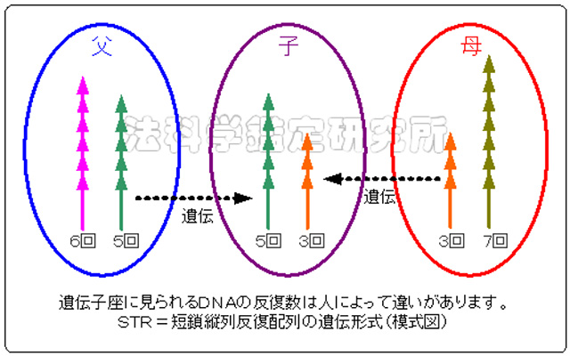 リアル 科捜研の女 登場 意外と知らない法科学の現場をチラ見せ 理系女子応援サービス Rikejo リケジョ