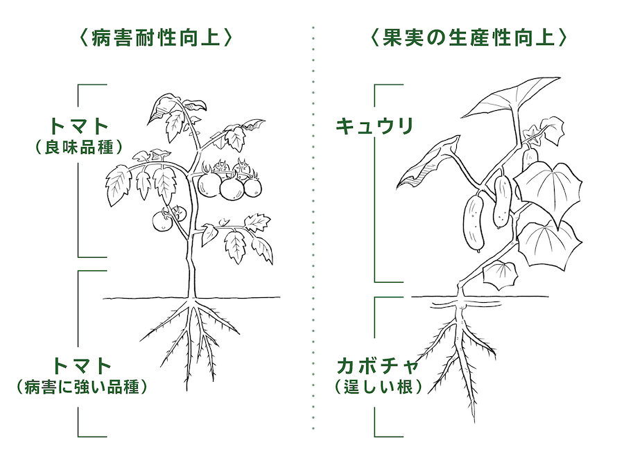 00年の常識が覆る大発見 科目を超えて接木できる植物が見つかった 理系女子応援サービス Rikejo リケジョ