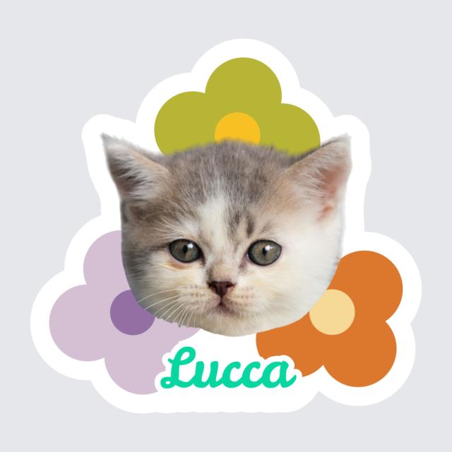 Bring your memories and creativity to life with our unique custom pet photo stickers! Upload a beloved pet photo and add any text or just its name for a truly personalized decal. Perfect as gifts for cat lovers, cat moms, and cat dads, these durable vinyl stickers brighten water bottles, laptops, journals, or serve as heartfelt cat memorial gifts. A unique personalized gift that brings cat-love to every surface!