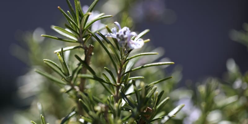 Rosemary: what’s all the fuss about?