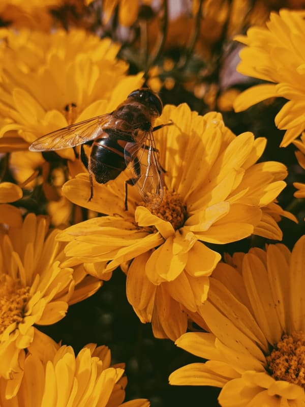 Yellow Flowers