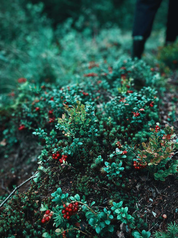 Cranberry Bush