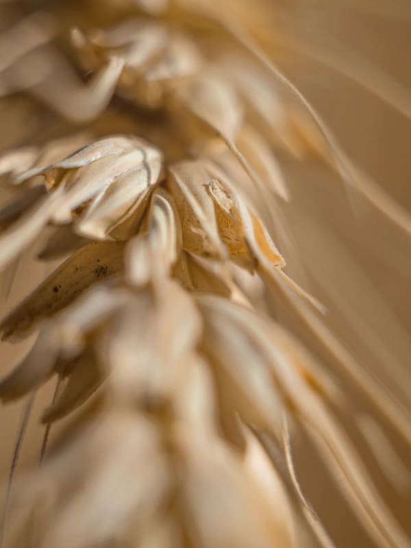 Basmati Rice Grains