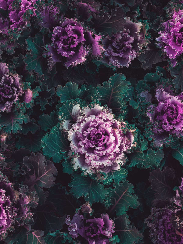 Red Kale