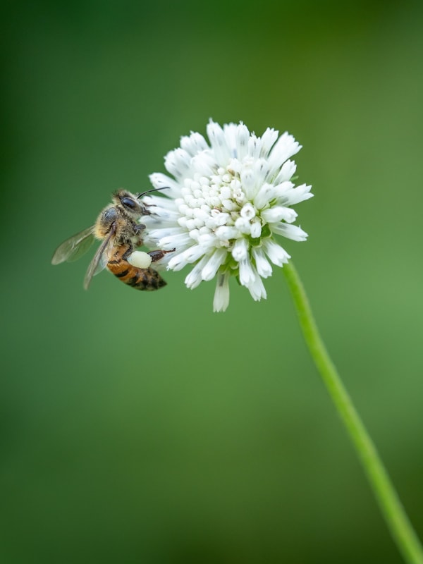 Bee on White Flower