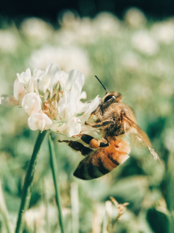 Honey Bee on White Flower