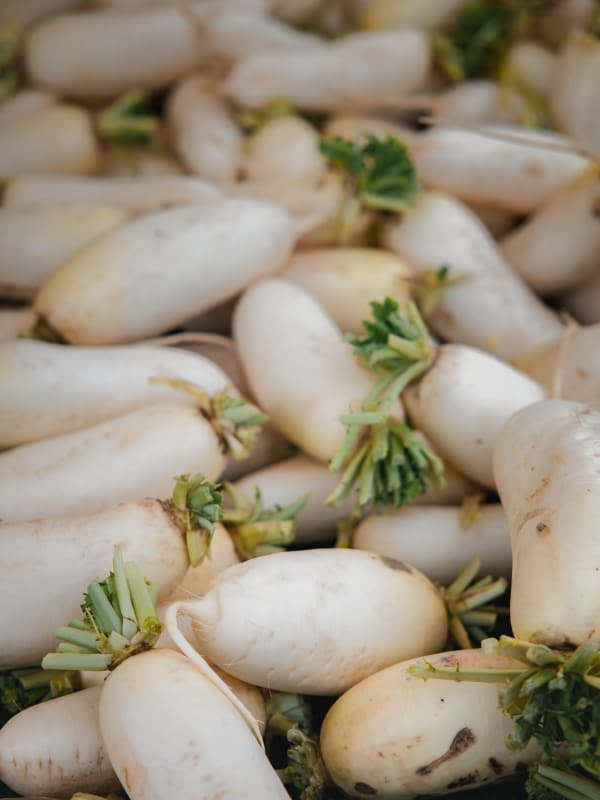 Daikon Radish