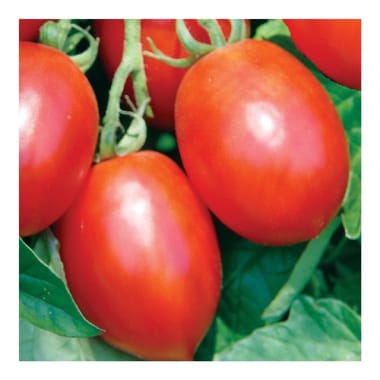 Tomate Saladette
