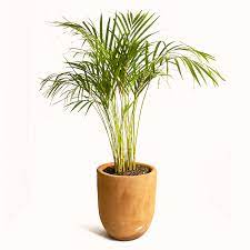 Palma Areca Planta