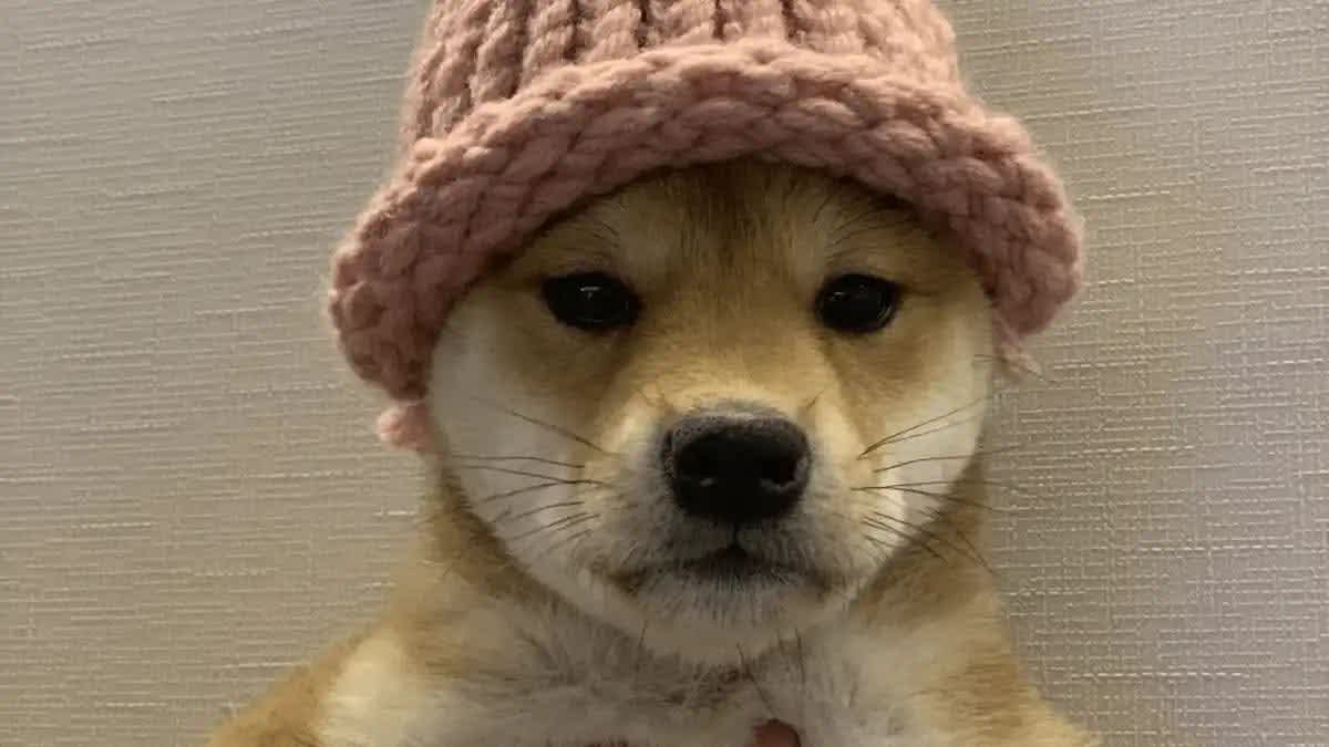 Dogwifhat dog meme coin