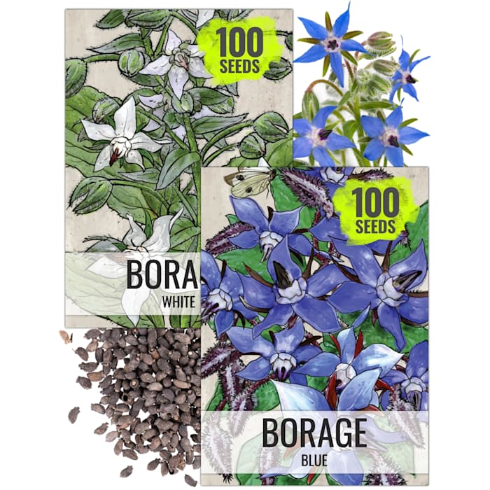 Seed Needs Borage Seed Collection - Thumbnail 2