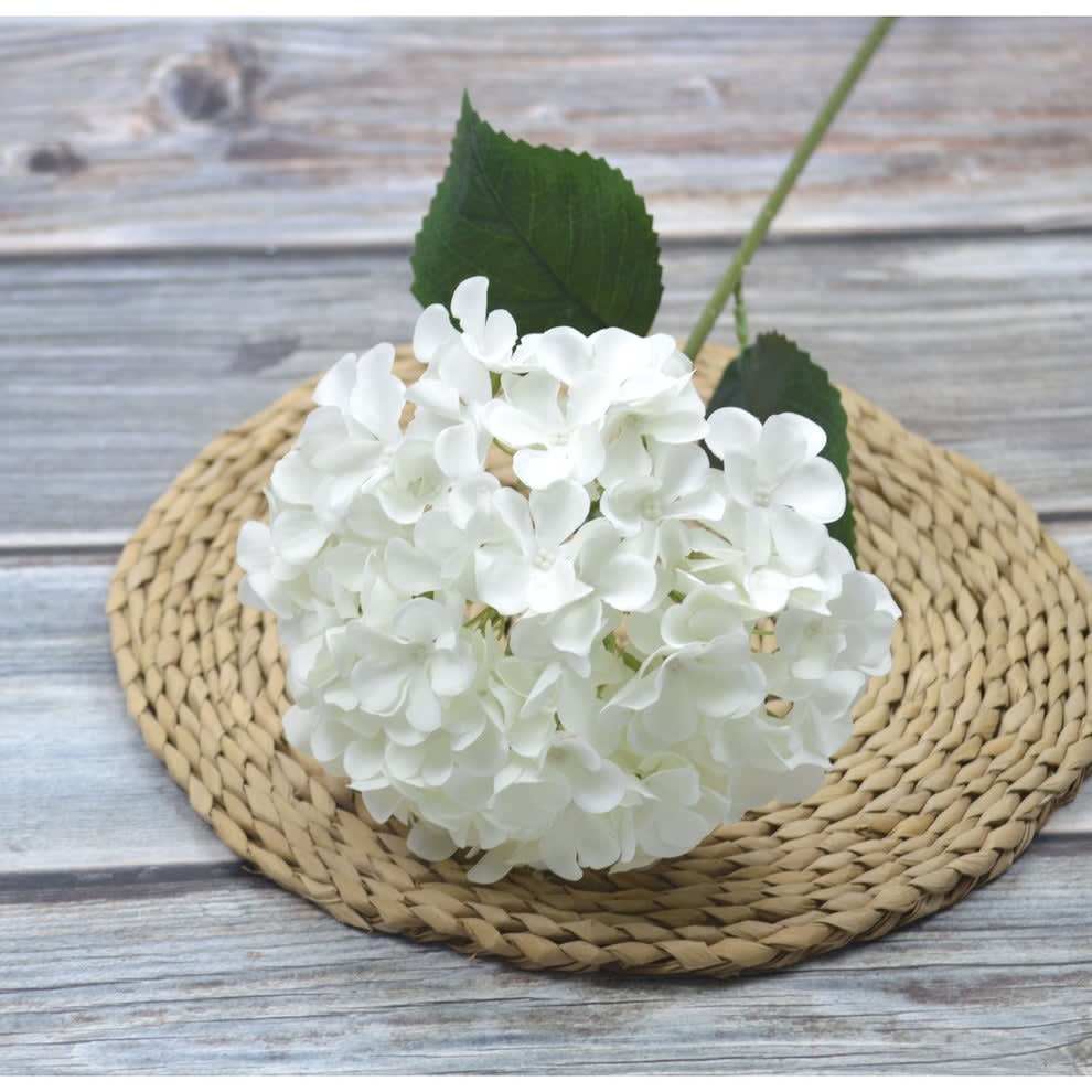 HORTENSIA PUTIH