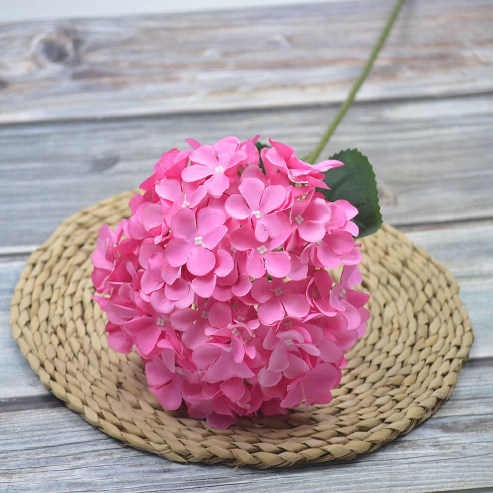 HORTENSIA PINK FANTA
