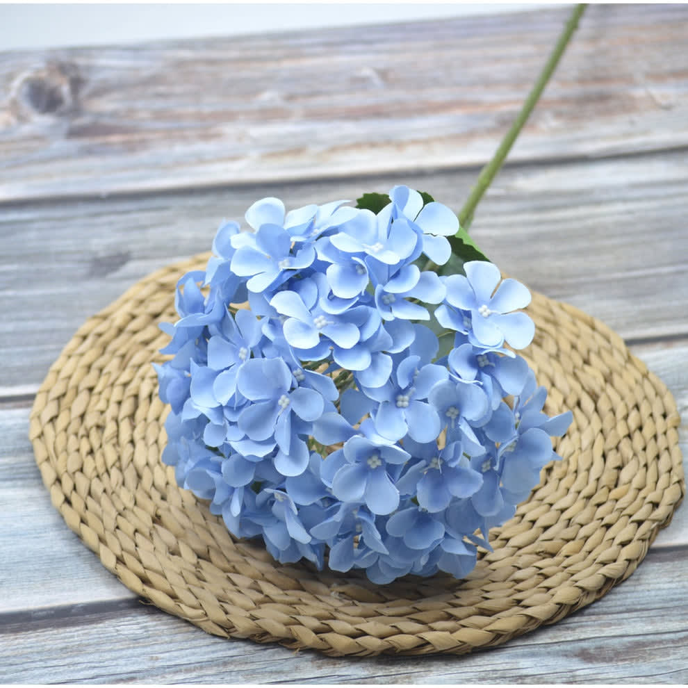 HORTENSIA BIRU TERANG