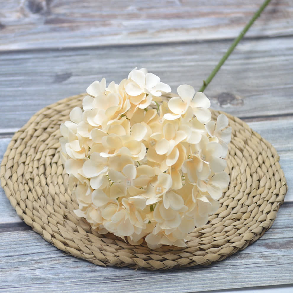 HORTENSIA CREAM