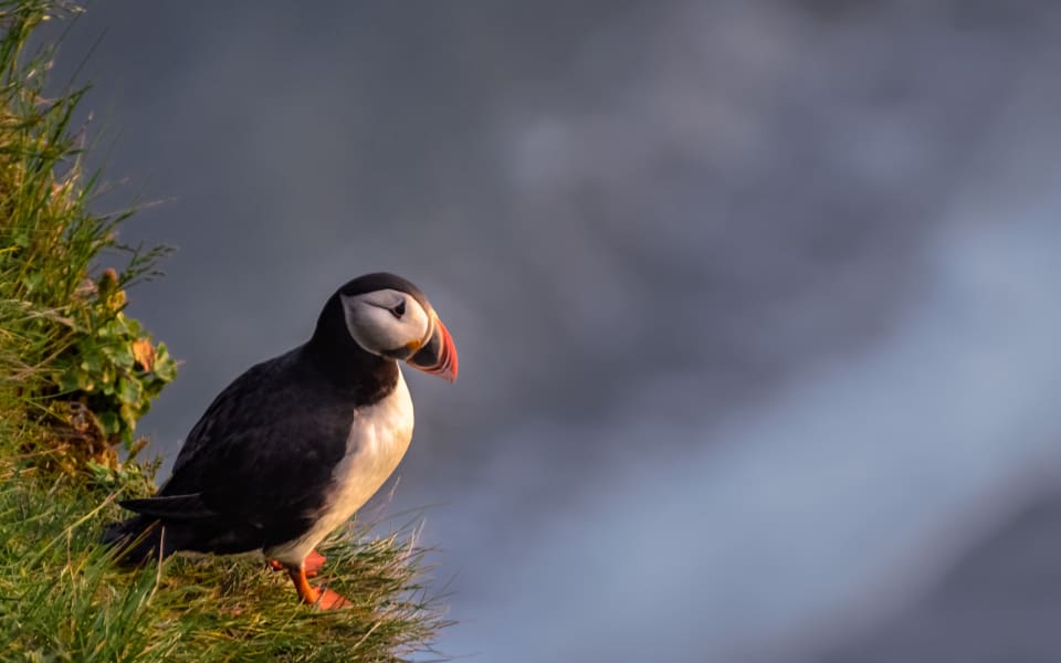Puffin on a cliff face - Vík, Iceland