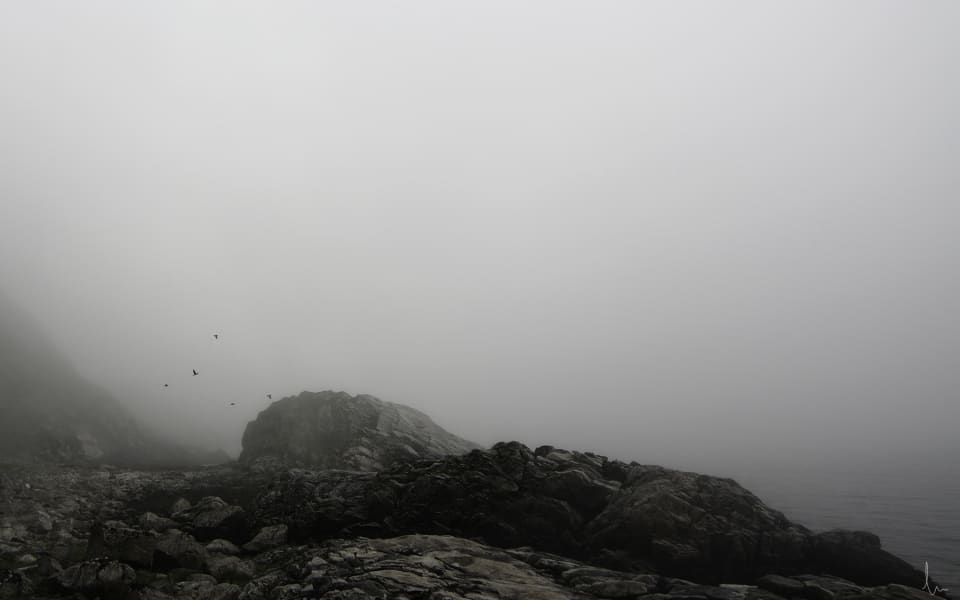 Ravens hunting, Stave, Andøya, Norway