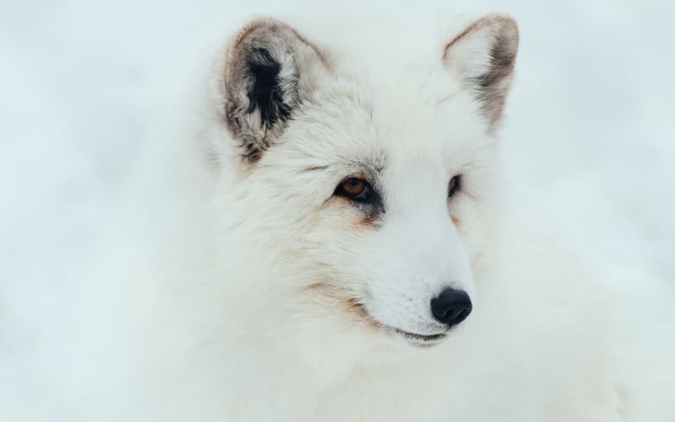Arctic Fox, Senja, Norway
