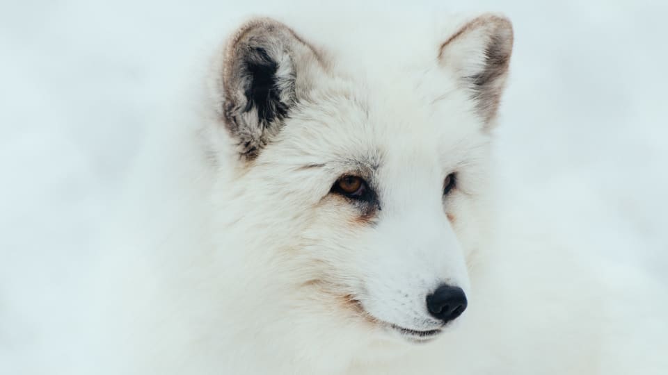 An Arctic Fox in Northern Norway