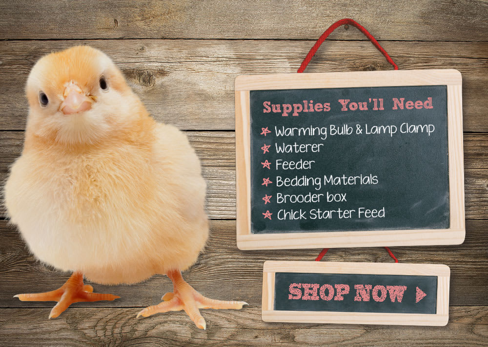 Shop for Chicken Supplies Now