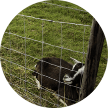 Livestock Fencing