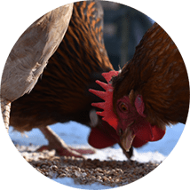 rural king flea collar