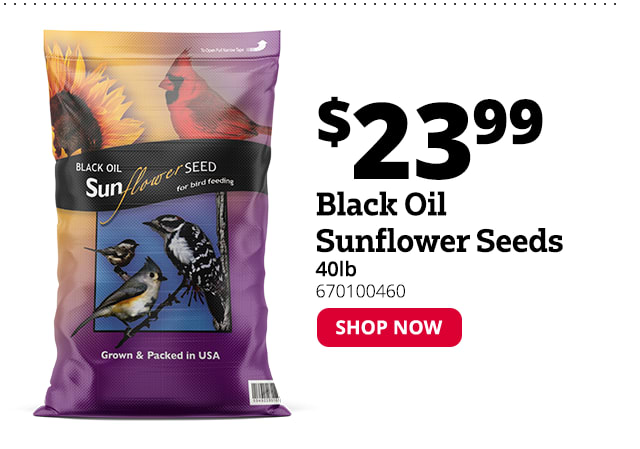 Black Oil Sunflower Seeds, 40 lb. Bag