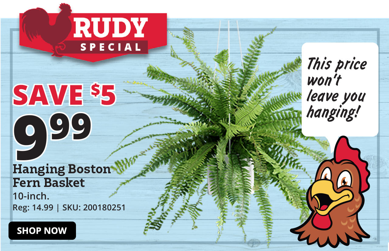 10" Hanging Basket Boston Fern - BF10