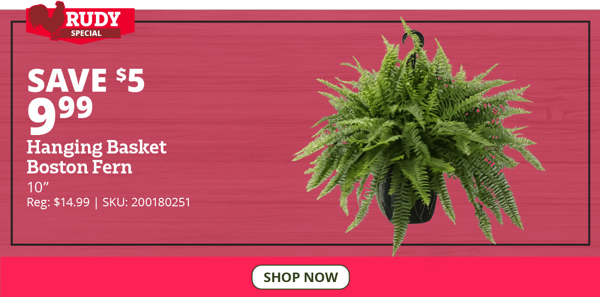 Hanging Basket Boston Fern