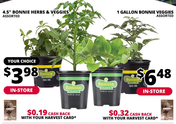 [IN-STORE] Bonnie 4.5 in Herbs & Veggies or 1 Gallon Assorted Veggies