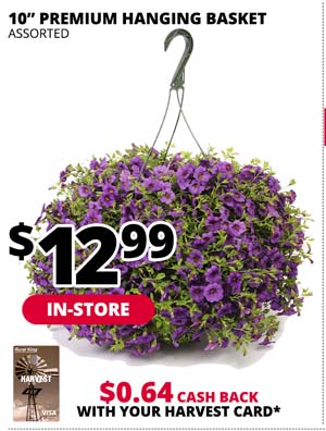 [IN-STORE] 10 in. Premium Hanging Basket