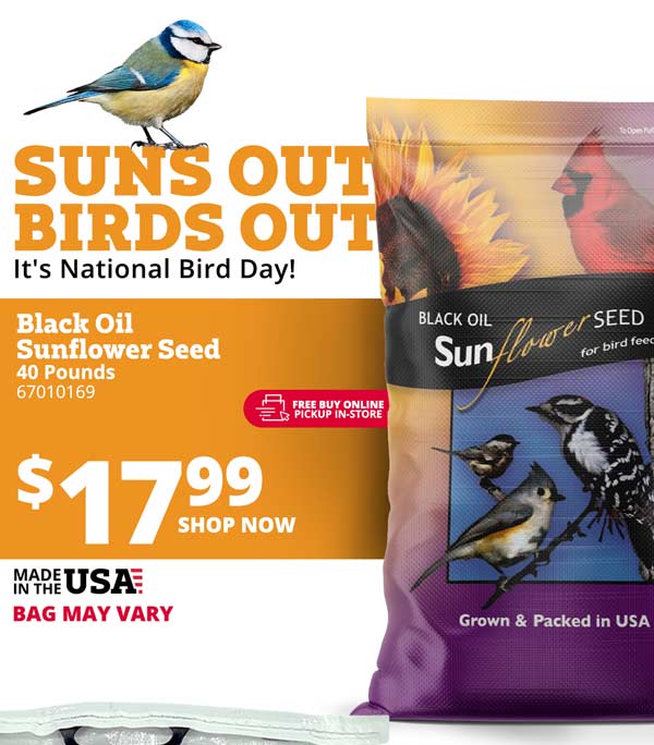 It's National Bird Day! ha BLACK OIL Sun Mitt USA Grown Packed in USA 
