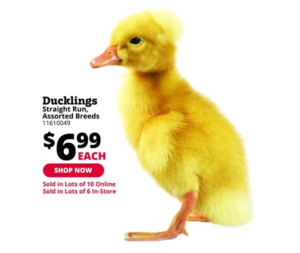 Rural king top duck boots