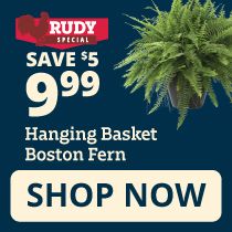 Rudy Special