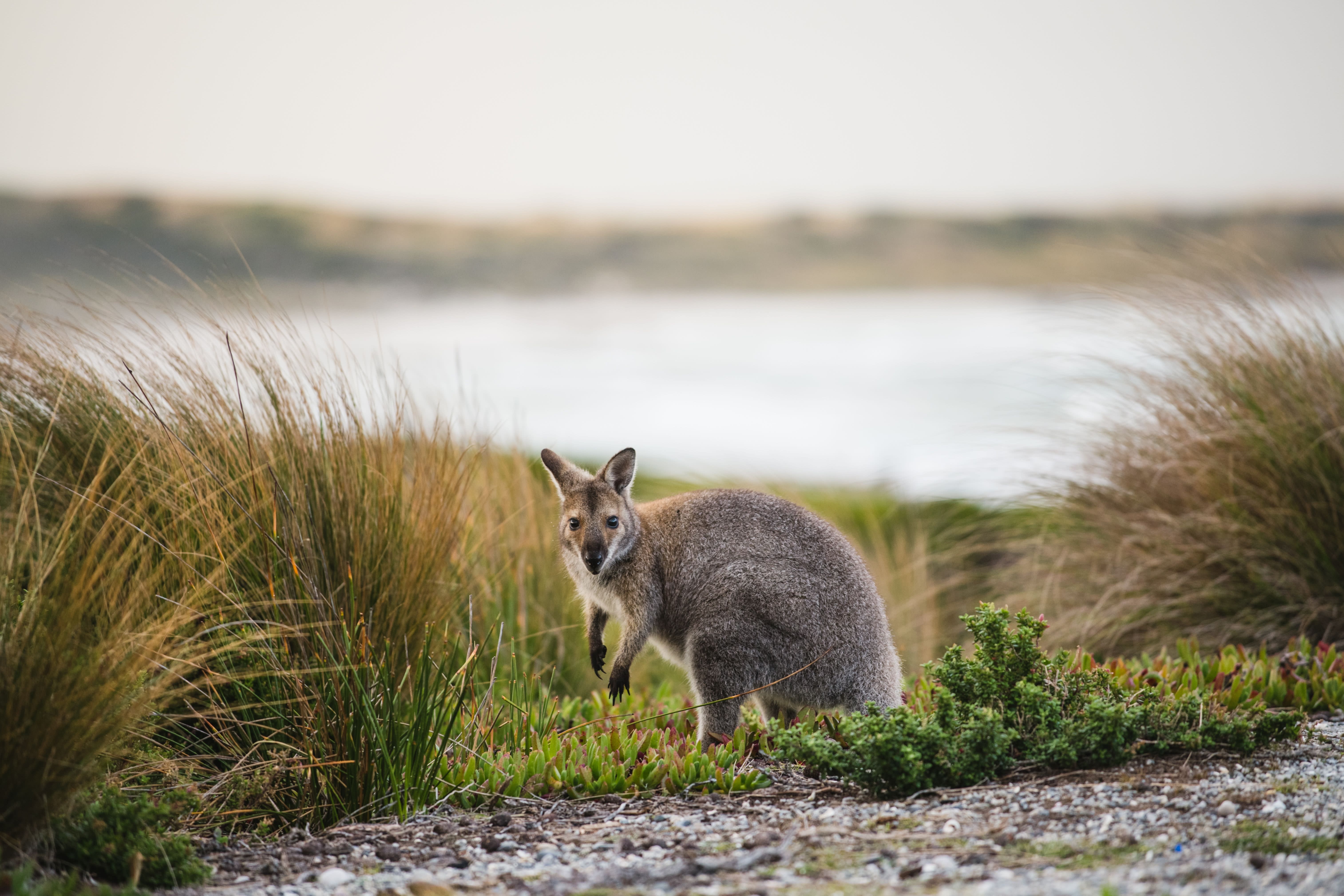 Wallaby among native coastal vegetation on King Island