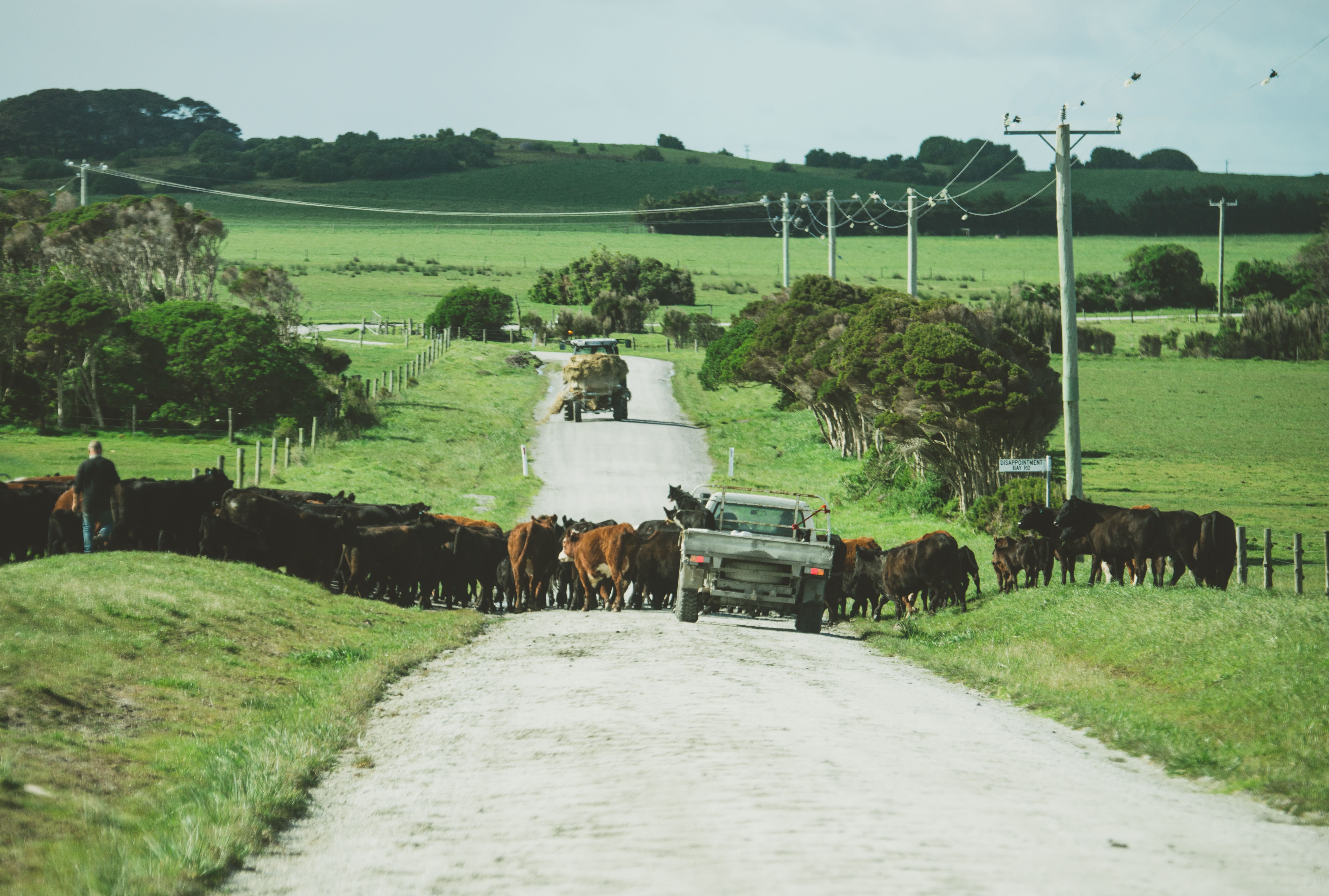 Cattle crossing a country road on King Island, Tasmania