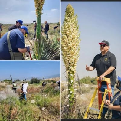 Yucca Harvest 2024