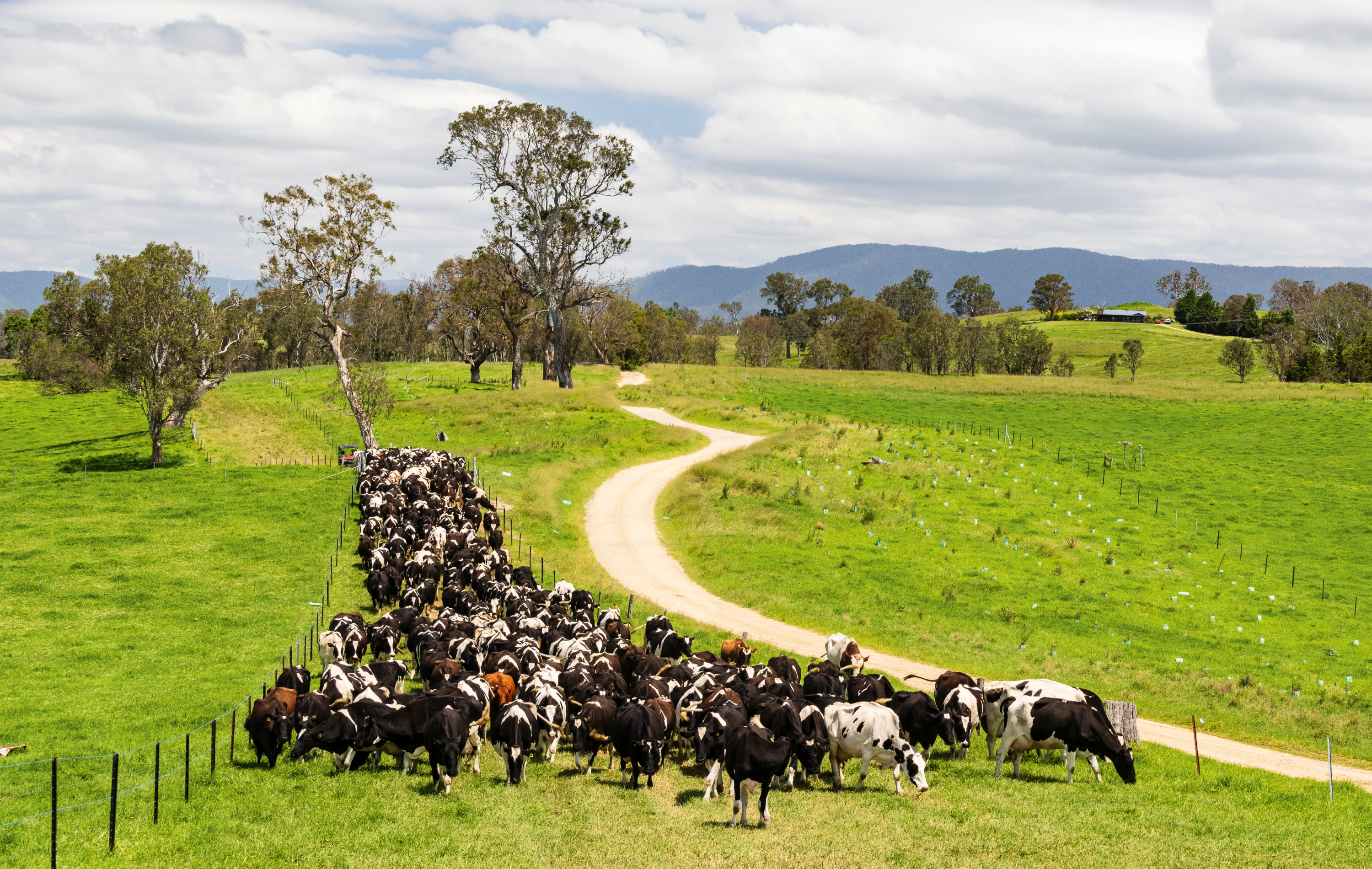 The cows come in for milking on the farm.