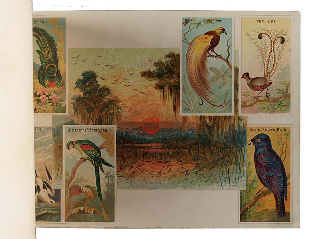 Circa 1889 A4 Allen & Ginter "Birds of the Tropics" Album