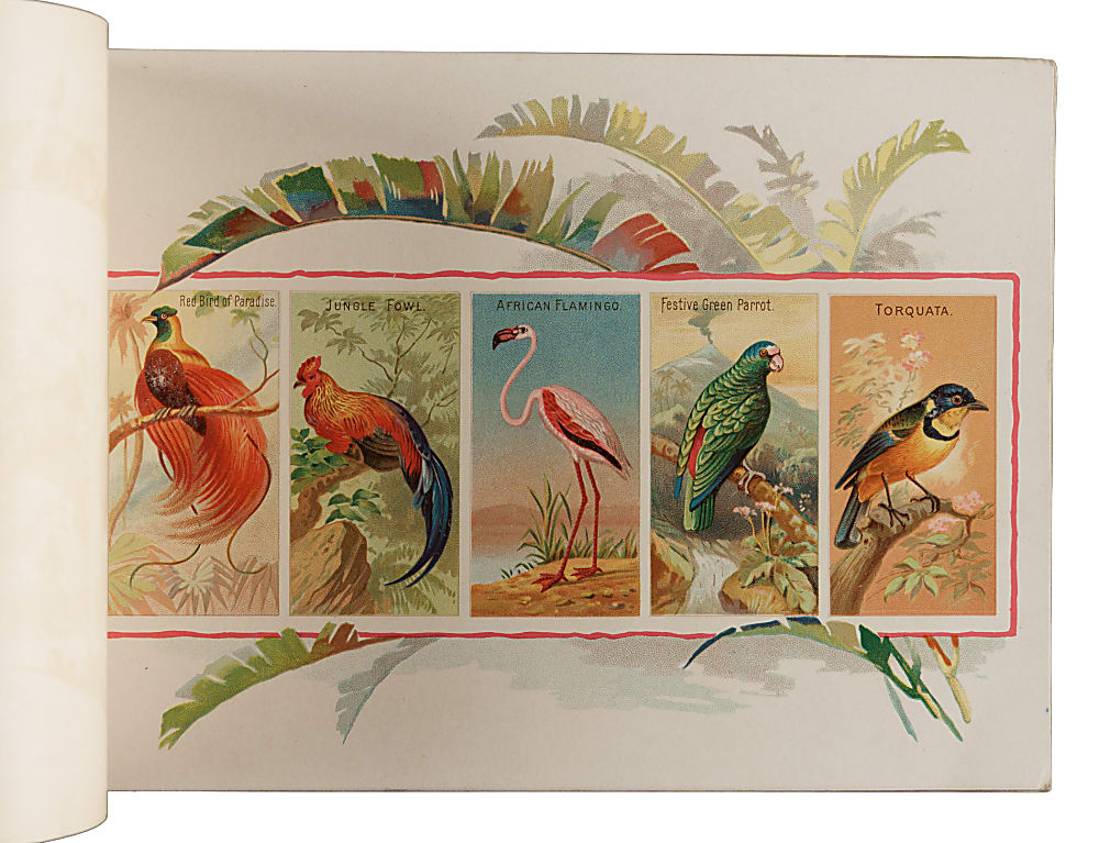 Circa 1889 A4 Allen & Ginter "Birds of the Tropics" Album