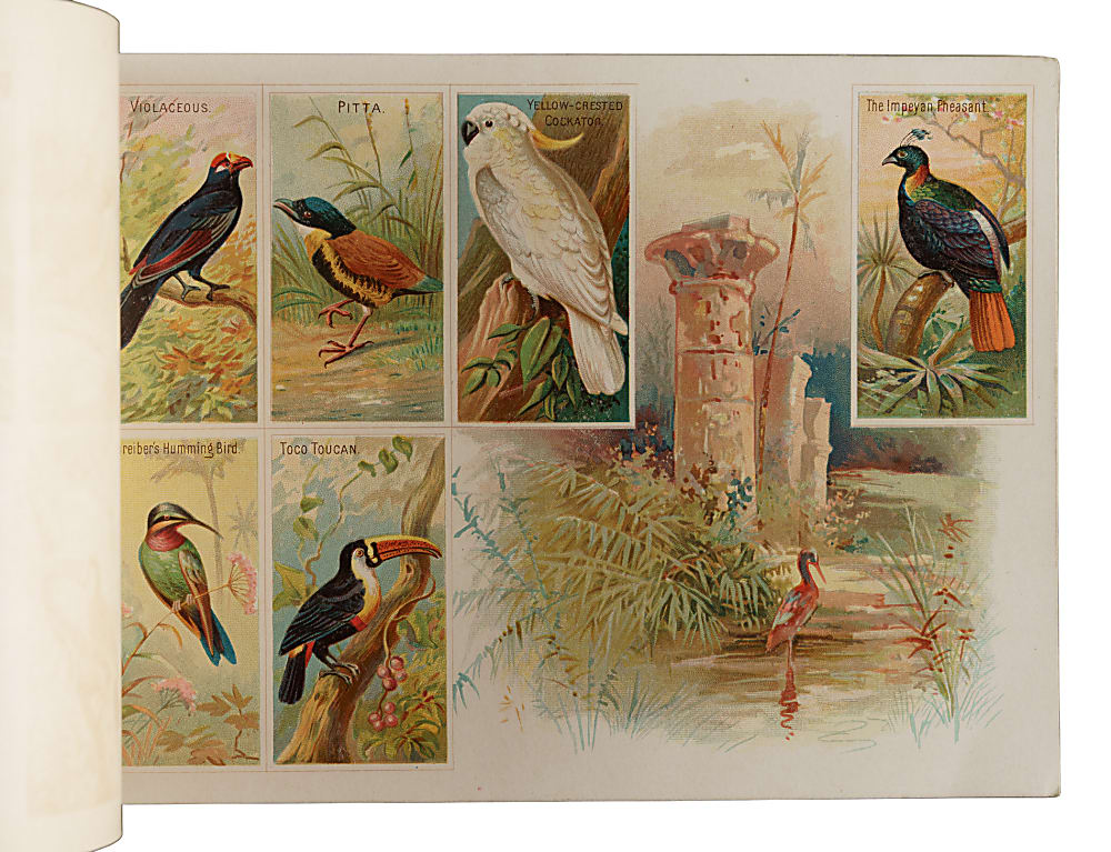 Circa 1889 A4 Allen & Ginter "Birds of the Tropics" Album