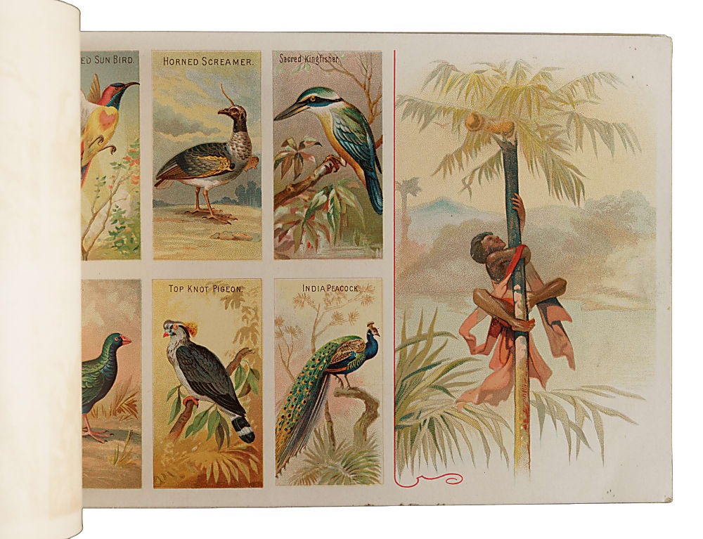 Circa 1889 A4 Allen & Ginter "Birds of the Tropics" Album