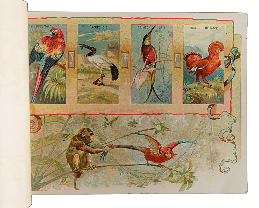 Circa 1889 A4 Allen & Ginter "Birds of the Tropics" Album