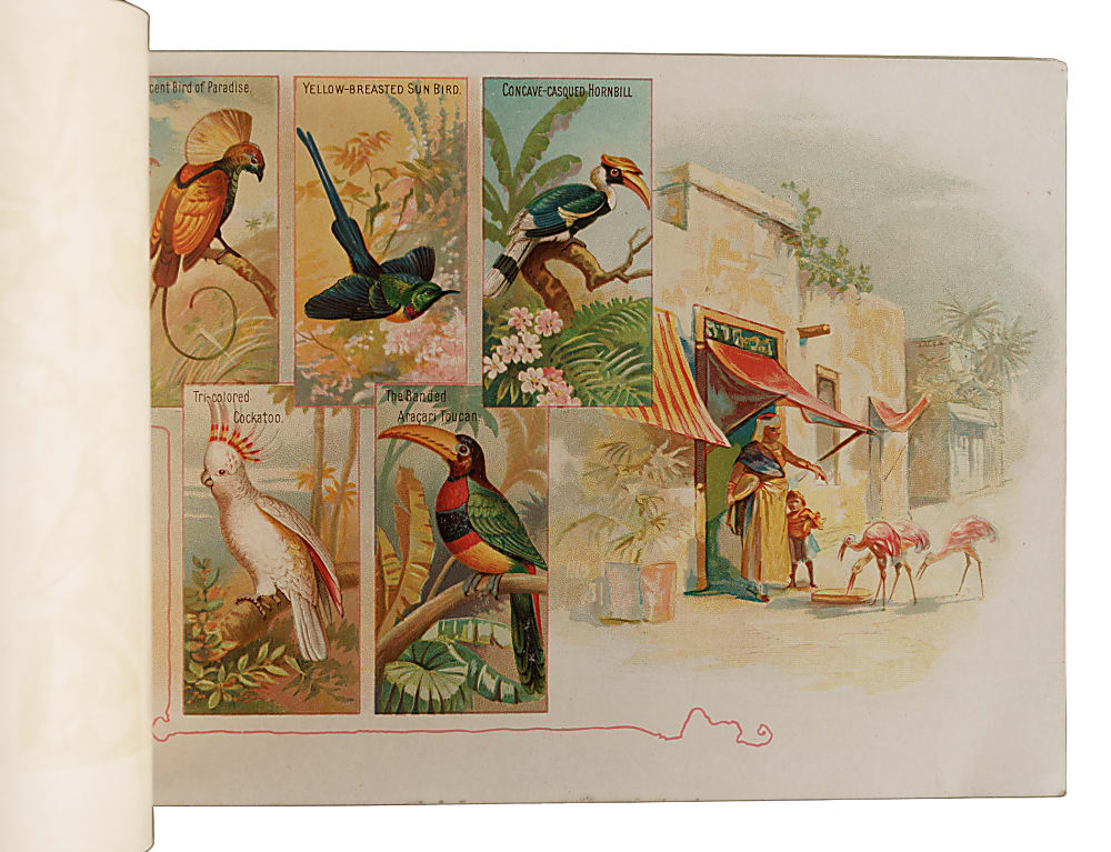 Circa 1889 A4 Allen & Ginter "Birds of the Tropics" Album