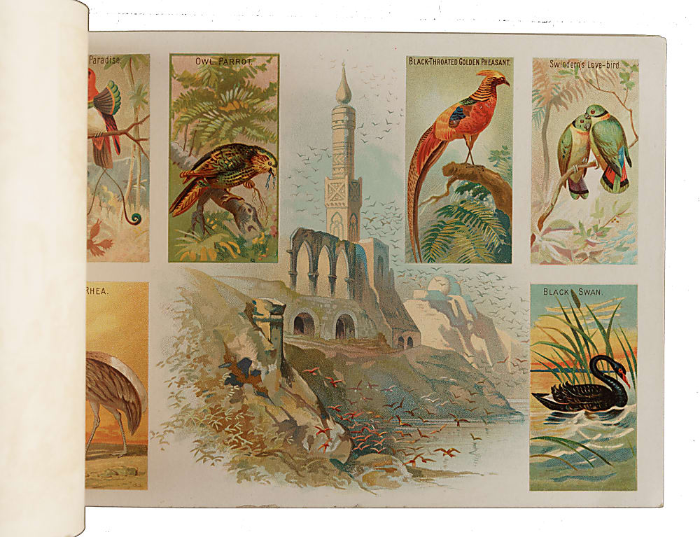 Circa 1889 A4 Allen & Ginter "Birds of the Tropics" Album