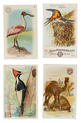 1888 to 1938 Arm & Hammer "Soda Cards" Nonsport Collection (436) Including Five Complete Sets