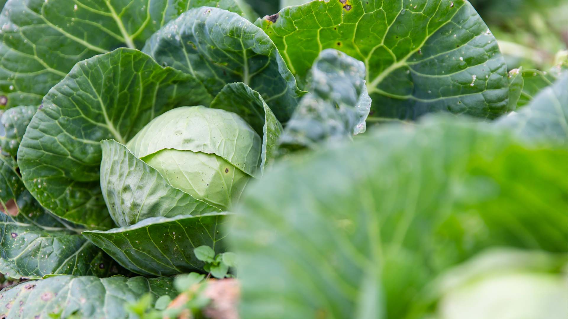 Domaine BoisBougy à Nyon Vente directe sur Robin des Fermes