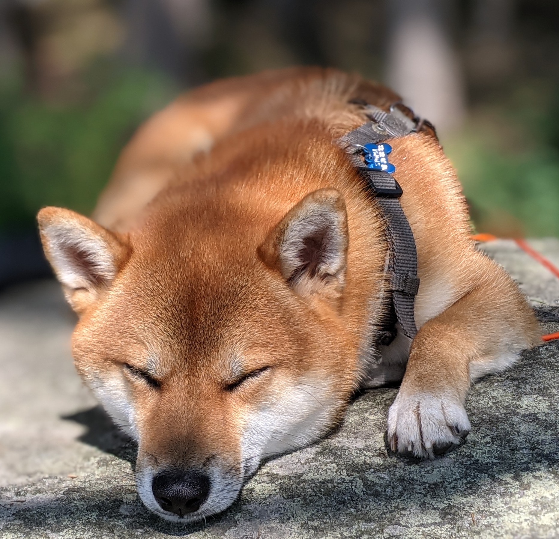 Sleeping on the rock in the forest